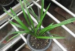 国产草b,绿色生态，引领未来农业发展新潮流