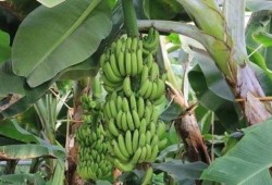 大香蕉在线 国产,国产生态的崛起与展望