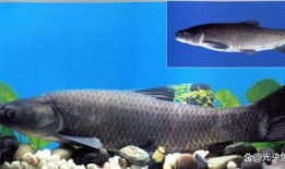 青鱼视频国产,青鱼视频引领国产短视频新潮流